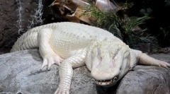Musíte to vidět: 10 albinos animal, který žije vedle osoby